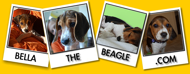 BellaTheBeagle.com